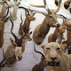 Animal trophies are seen at the entrance of a taxidermy studio in Pretoria, South Africa.